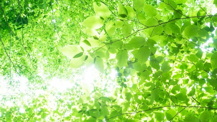 光合成させたエネルギーを自分のものにできる(画像はイメージ)