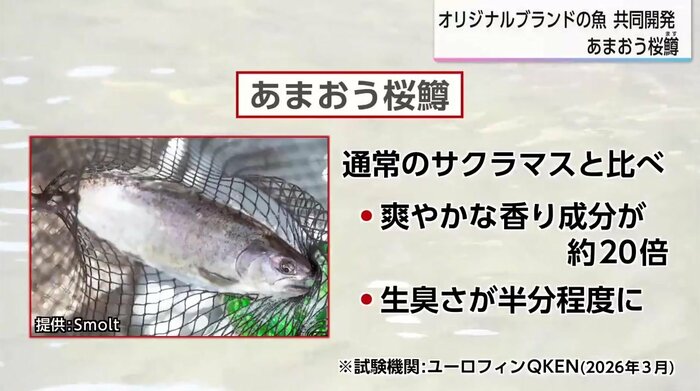 （成長した「あまおう桜鱒」）