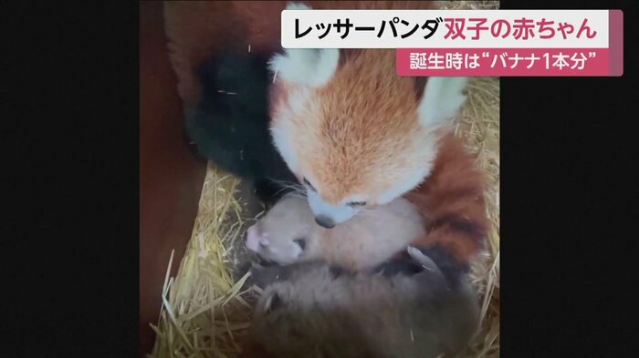 名前は性別がわかってからつけられる