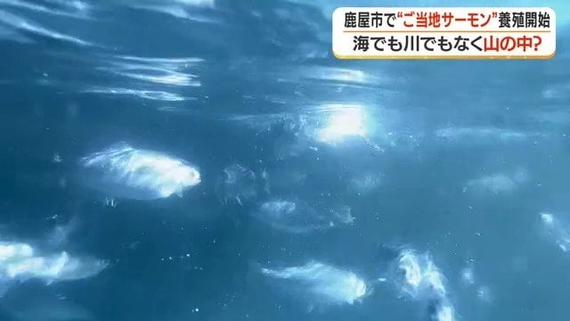 いけすを泳ぐトラウトサーモン