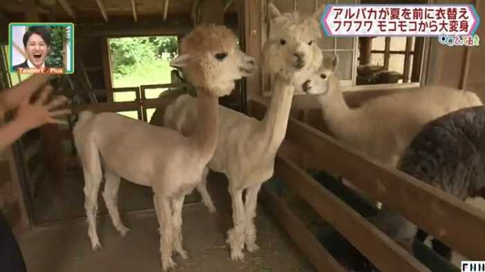 あれ?!毛がなくなった!夏を前にモコモコから大変身【福島発】