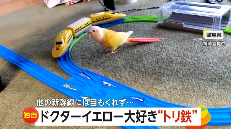 【独自】ドクターイエロー大好き「トリ鉄インコ」　ほかの列車に目もくれず…熱烈アピールで追いかける　岐阜｜FNNプライムオンライン