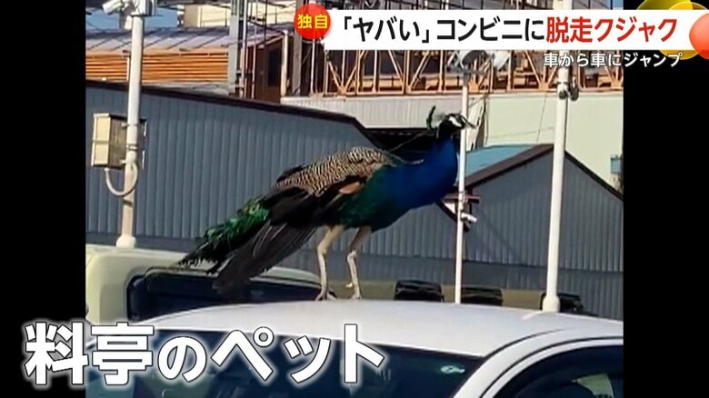 【独自】「ヤバい！こんなことある？」コンビニの車の上に“クジャク”　近くの料亭のペット脱走…20分後に捕獲　群馬・高崎市｜FNNプライムオンライン