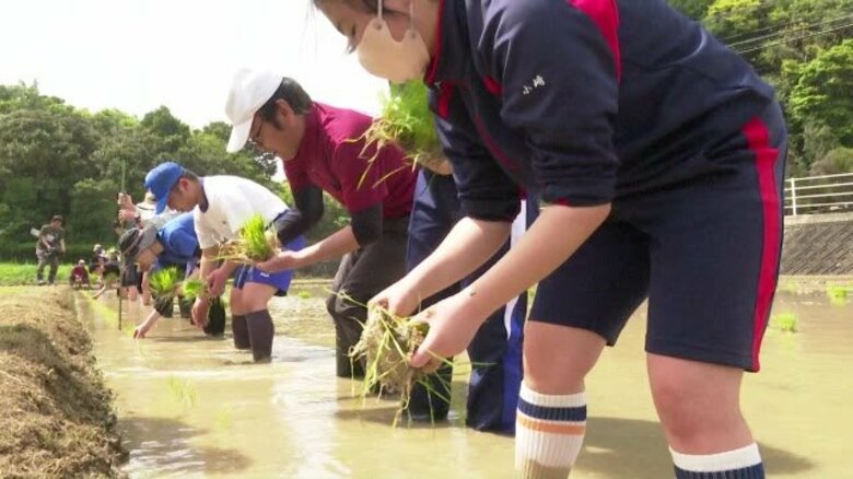 五島の高校生が田植え体験　「感謝しながら味わって食べれたら」【長崎】｜FNNプライムオンライン