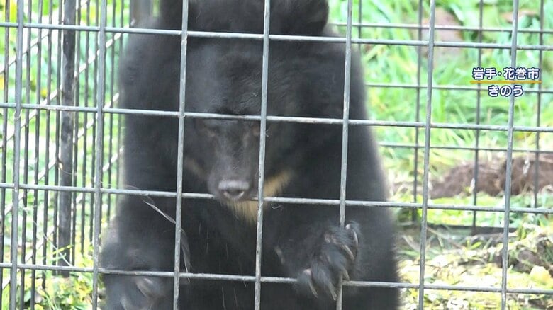 【対策】クマの目撃情報相次ぐ…警察官がライフルで駆除へ　ベテランハンターが懸念「跳弾などを考えると街中では撃てない」冬眠前の今が特に注意｜FNNプライムオンライン