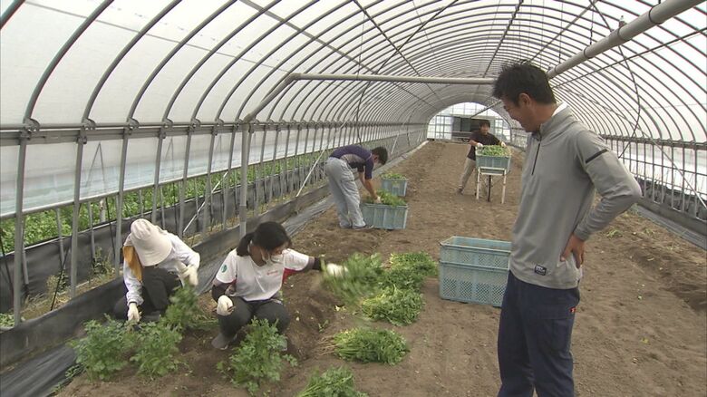 パクチー５トン廃棄…技能実習生も来日できず！コロナ禍で苦境の農家に追い打ち【福岡発】｜FNNプライムオンライン
