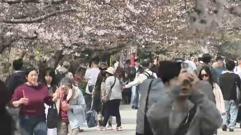 「福岡城さくらまつり」4月8日まで開催延長　去年より1日早い開花もまだ満開発表ならず「見ごろをより長く楽しんで」　福岡市の舞鶴公園｜FNNプライムオンライン