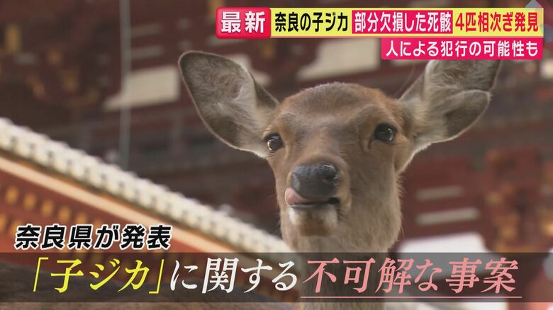 奈良公園で“欠損した”子ジカの死骸発見が2カ月で4件相次ぐ「さすがに気持ち悪い」「不自然さを感じました」　関係者に困惑と不安　“人による犯行”の可能性も｜FNNプライムオンライン