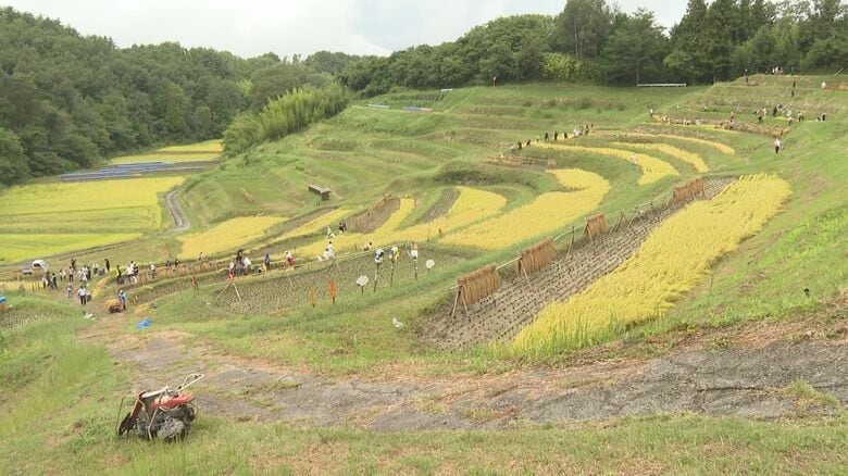 「鎌で刈る時の爽快感が...」　日本の棚田百選の田んぼで稲刈り　オーナーなど170人が汗　例年並みの収穫見込む｜FNNプライムオンライン