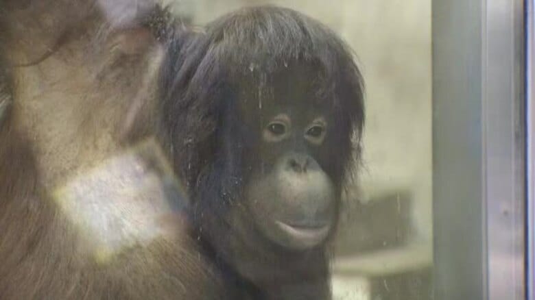 愛くるしい姿に釘付け　砥部の動物園に“嫁入り”オランウータン「ジェニファー」一般公開スタート【愛媛】｜FNNプライムオンライン