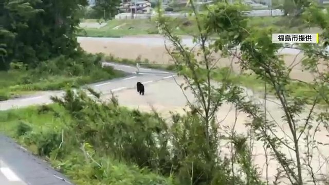 河川敷を走るクマ　撮影：福島市