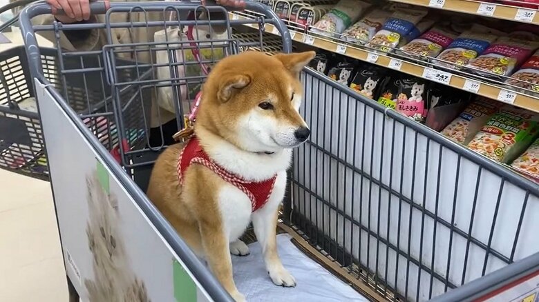ホームセンターで落ち着いている様子