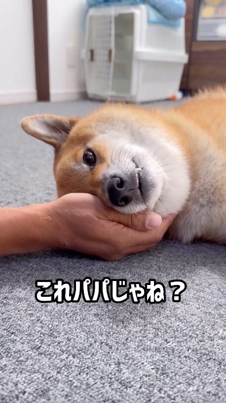 提供：柴犬ぽてとさん