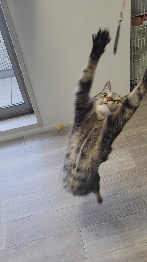 提供：しぴこめさん