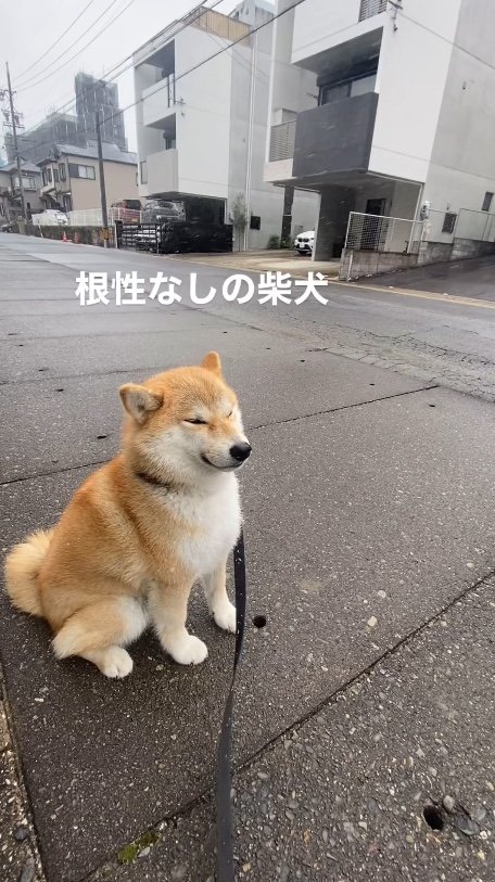 提供：柴犬こむぎさん
