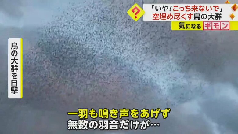 羽音だけを響かせてやってきた鳥の大群