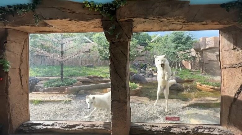 エサを持つ飼育スタッフを見つけて大はしゃぎしていた（提供：那須どうぶつ王国）