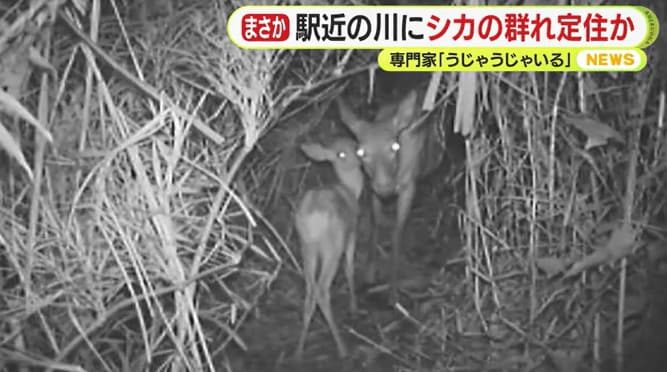 出産間もない子ジカと母ジカ