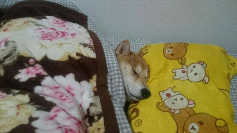 寝て過ごす茶々丸くん