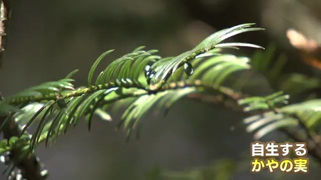 村に自生する「かやの実」