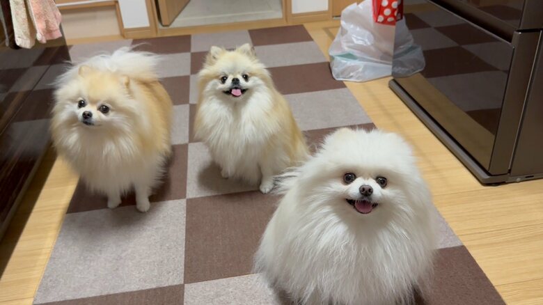 提供：愉快な3姉妹ポメラニアンちゃんねるさん