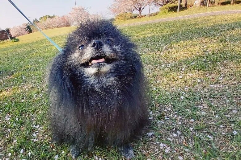 散歩は大好きだという