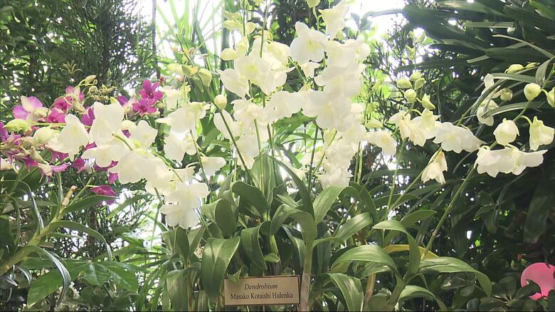 皇后さまの名前が付いたラン「マサコ・コウタイシ・ヒデンカ」