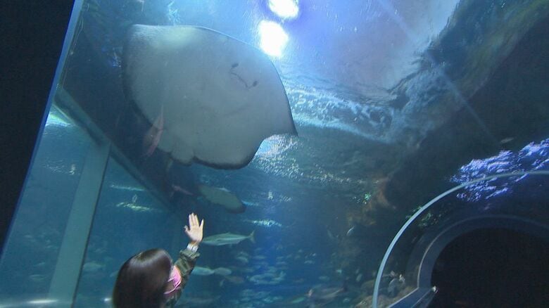 大きな日本海大水槽