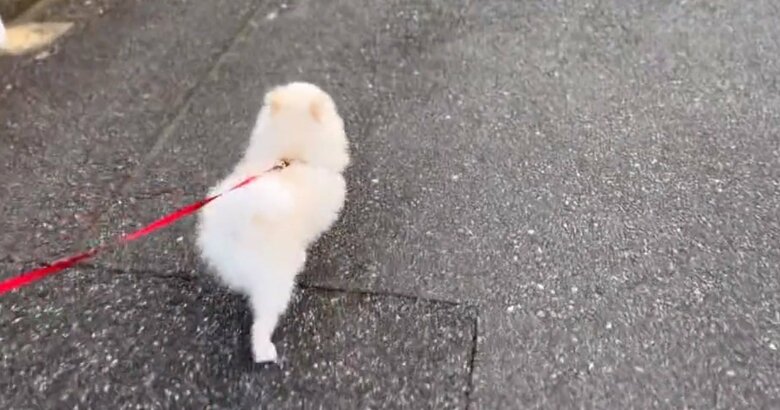 こちらも別の日のぽんちゃん。前方に大好きなお姉ちゃんを見つけると、真っすぐ向かって行って…