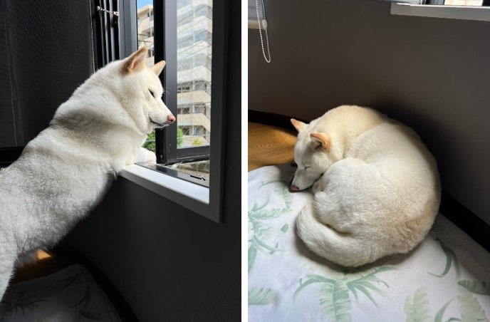 “定期監視”に励むチョビちゃん（左）。満足したらお昼寝タイム