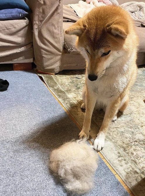 提供：柴犬こむぎさん