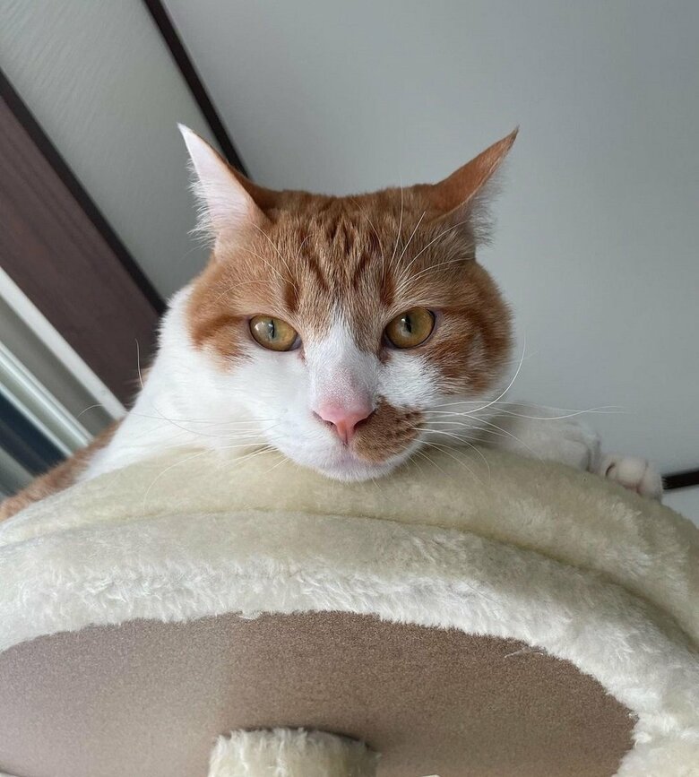 キャットタワーの上から