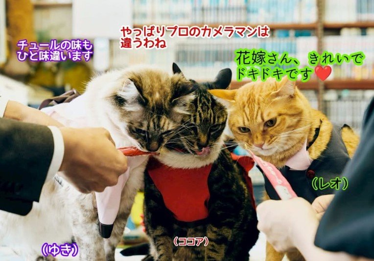 輝ららでの出会いがきっかけで結婚した、新郎・新婦からおやつをもらう3匹