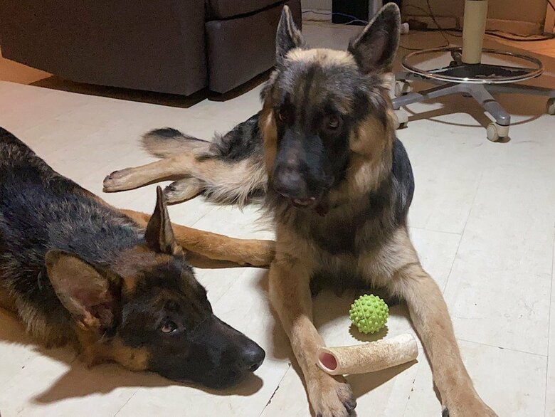 提供：Tobi and Bobiシェパード兄弟犬さん
