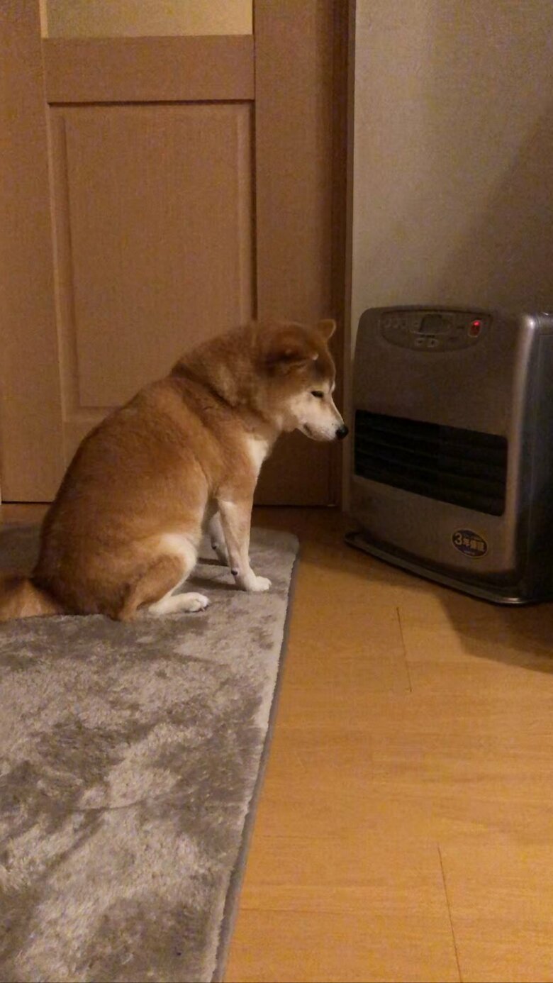 提供：柴犬ももさん