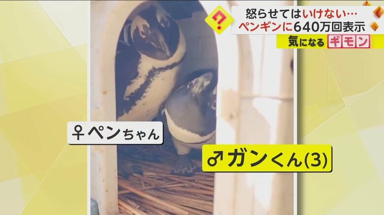 ペンギンのガンくんとパートナーのペンちゃん