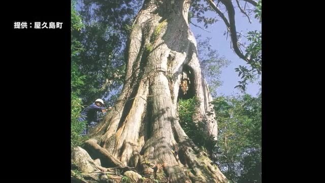 折れる前の弥生杉