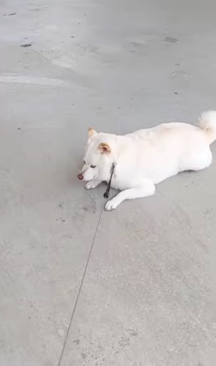 提供： kinako_kinakoさん