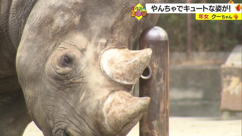 年女・クロサイのクー（24歳）