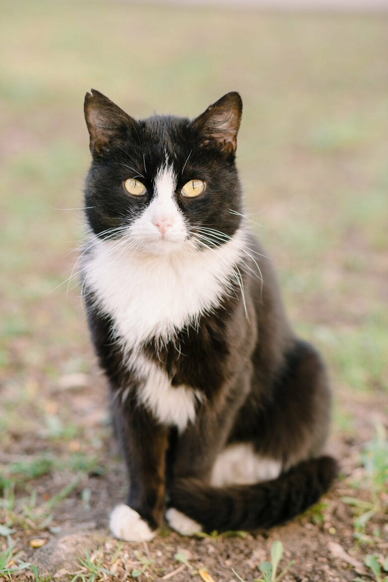 「タキシード」（画像はイメージ）