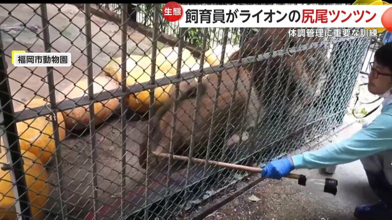 なぜかライオンの尻尾をつつく飼育員（提供：福岡市動物園）