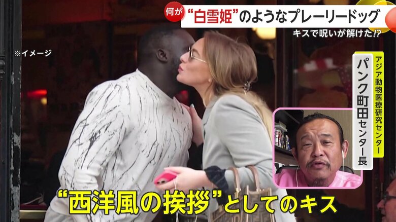 実はプレーリードッグのキスは挨拶
