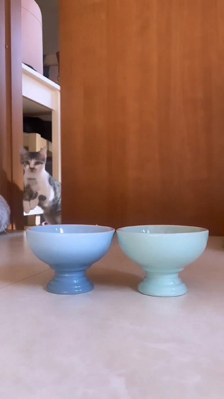 引き戸を開けると詩葉くんが駆け込んでくる