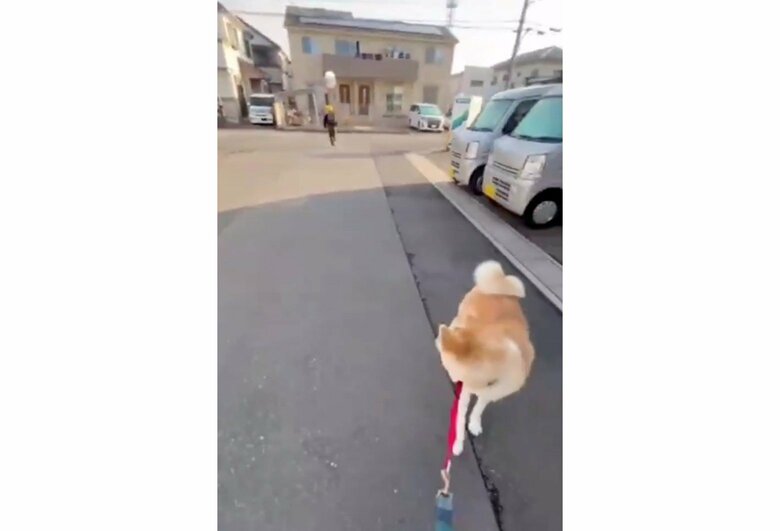 離れていくお兄ちゃんを見つめる（提供：秋田犬 杏(あん)と蓮(れん)さん）