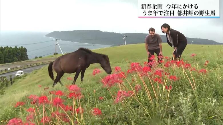 野生馬を興味深く観察する外国人観光客