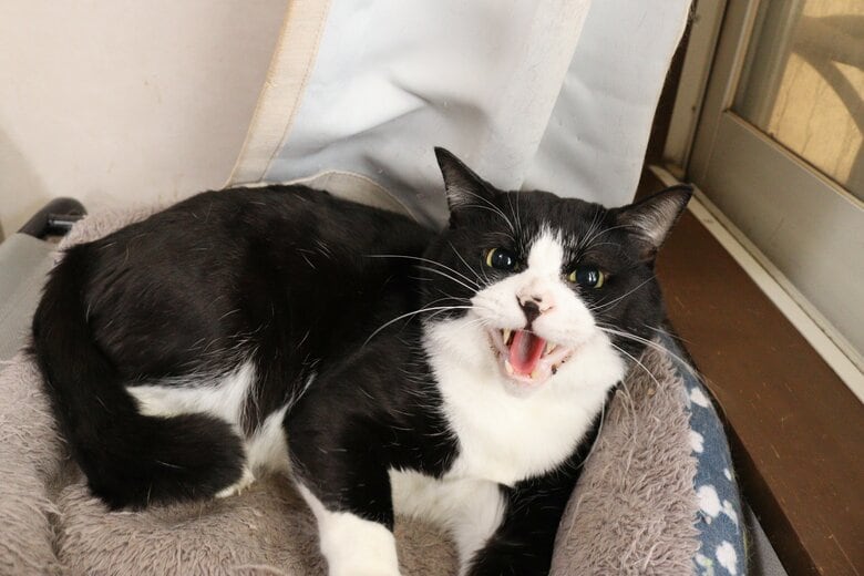 譲渡会に参加したシャー猫（提供：保護猫カフェねこかつ）