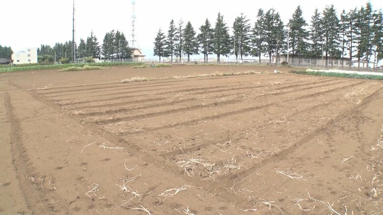 種まきしたのに猛暑の影響で芽の出ていない畑