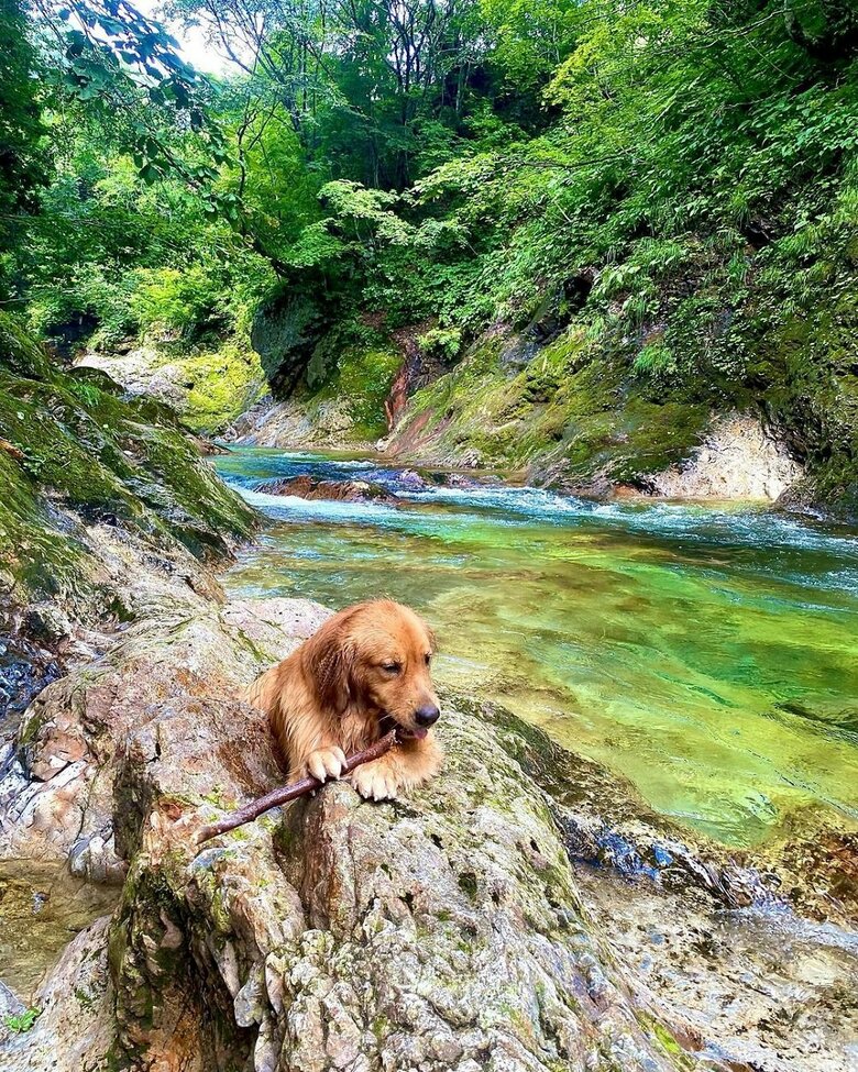 大きな棒を拾ってきたりしているようだ
