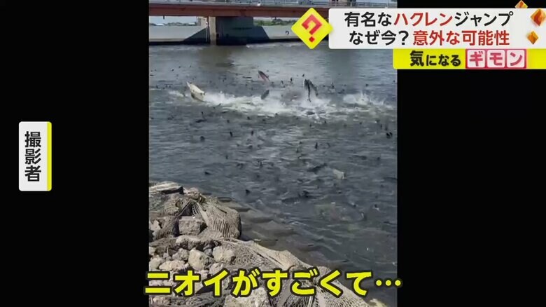 現場の付近は、魚の死骸があり、ひどいニオイがしていた