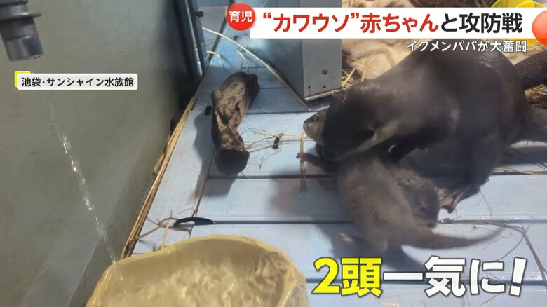 水遊びしたい赤ちゃんを巣箱に戻そうと奮闘するコツメカワウソのお父さん⑧